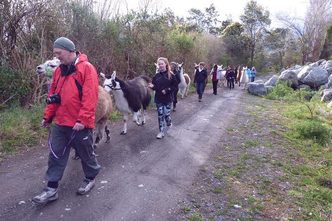 Llama Trek (Taster) - Kowhai River Valley and Native Woodland Tour - What you actually do with the llamas