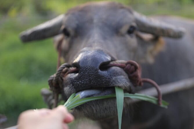 Local Farming Experience in Chiang Mai, Thailand - Getting close to farm life near Chiang Mai