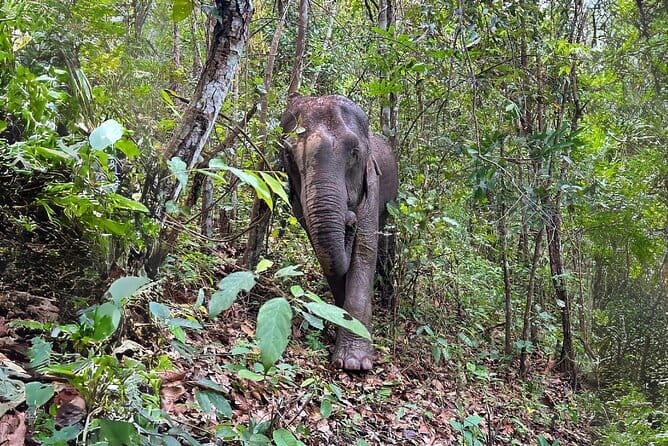 Local Farming Experience in Chiang Mai, Thailand - Tying seedlings with bamboo rope