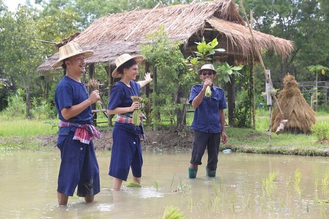 Local Farming Experience in Chiang Mai, Thailand - Planting rice in the muddy field