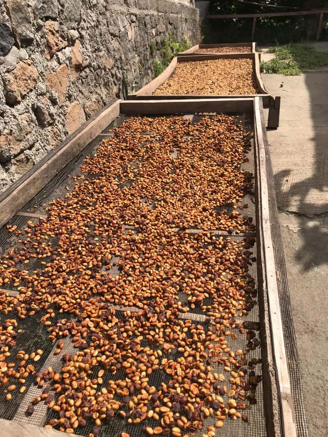 Lombok: Coffee Plantation Tour With Tasting - A coffee morning that starts before the first cup