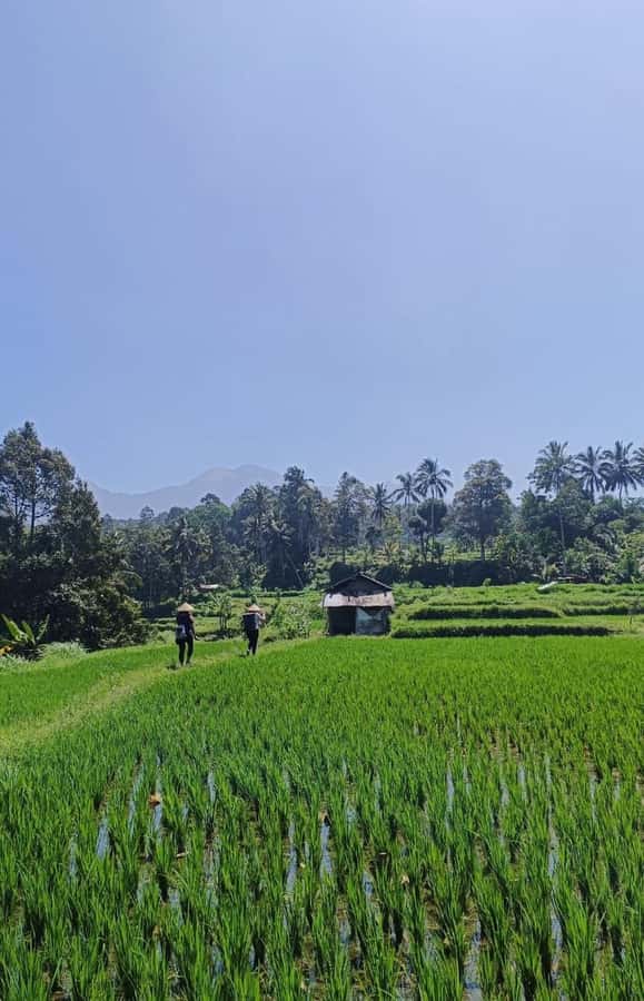 Lombok : hiking- rice terrace & waterfalls tour - A village morning before the waterfalls