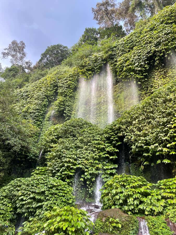 Lombok : hiking- rice terrace & waterfalls tour - Coffee plants and the walk into the jungle