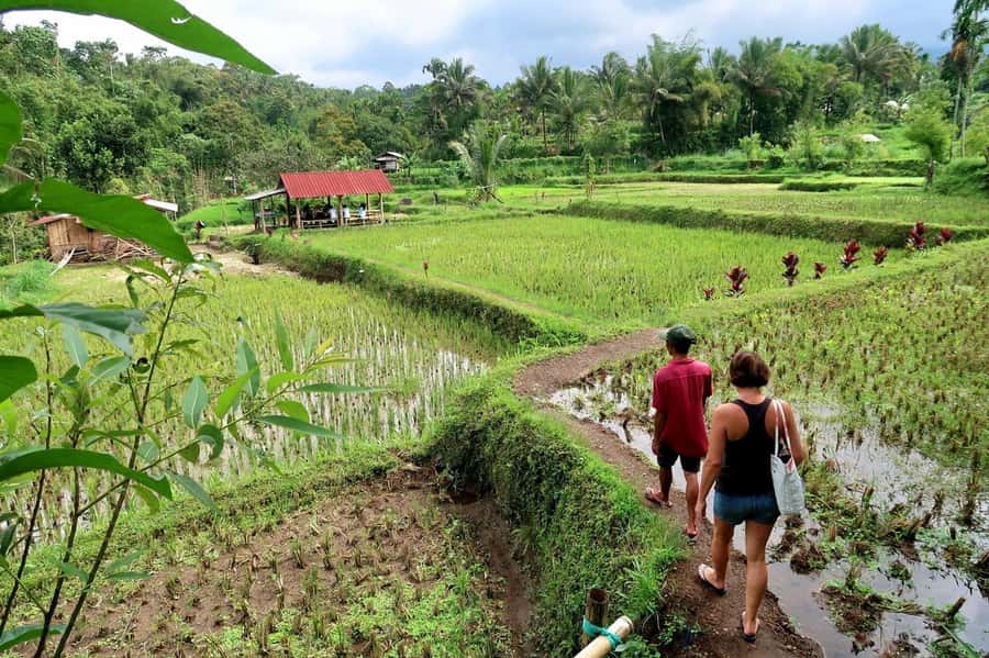 Lombok: Tetebatu Village and Rice Fields Guided Tour - Traditional houses, coffee, and spices