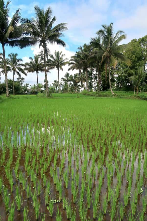 Lombok: Tetebatu Village and Rice Fields Guided Tour - What to pack for the Tetebatu route