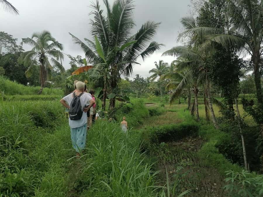 Lombok: Waterfall Benang Kelambu & Rice field Trip - The drive from your hotel into rural Lombok