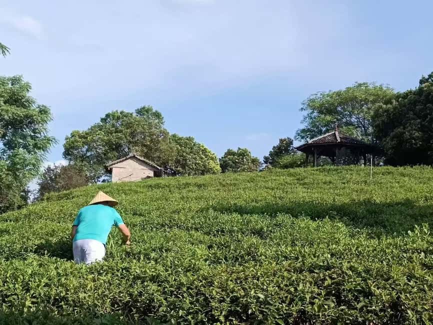 Longji Rice Terraces: 1-Day Private Tour - Should you book the Longji private day tour?