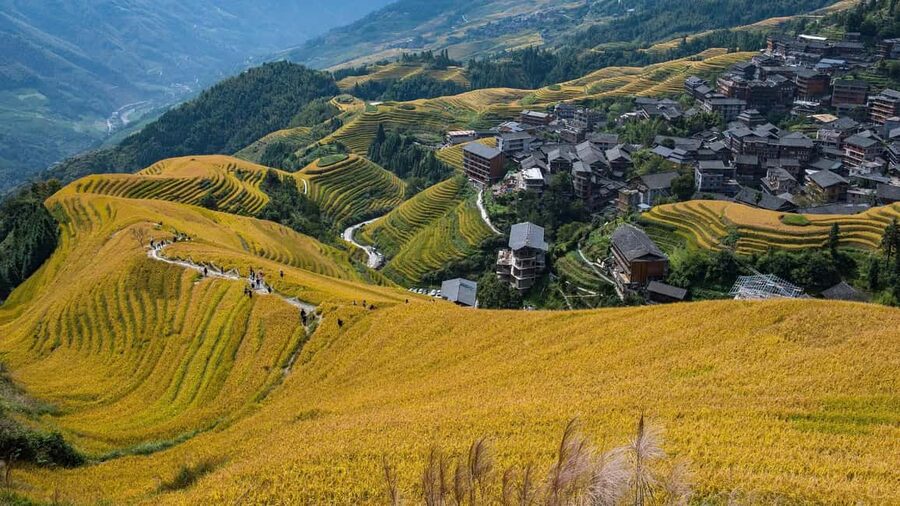 Longji Rice Terraces: 1-Day Private Tour - Tea at Liusanjie Tea Garden
