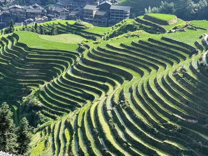 Longji Rice Terraces: Full-Day Private Tour from Guilin - Dazhai Village and a Second View of Longji