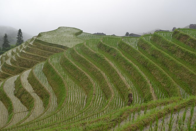 Longji Rice Terraces with Minority Village Private Day Tour - Why Longji is worth the two-hour drive from Guilin