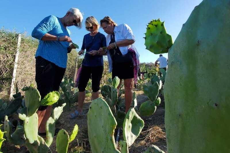Los Cabos: Azteca Cactus Taco Farm to Table Cooking Class - Sitting down with the ranchero family