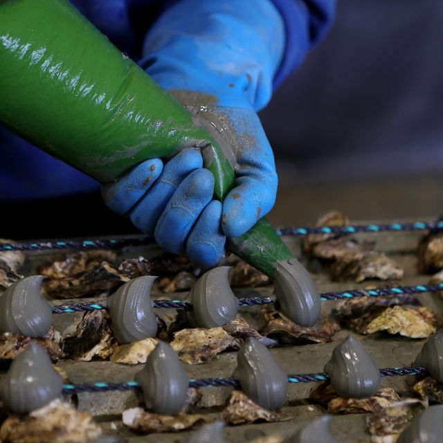 Loupian: Tour guide of our oyster farm and tasting - Who will enjoy this tour most