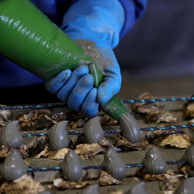 Loupian: Tour guide of our oyster farm and tasting - FAQ