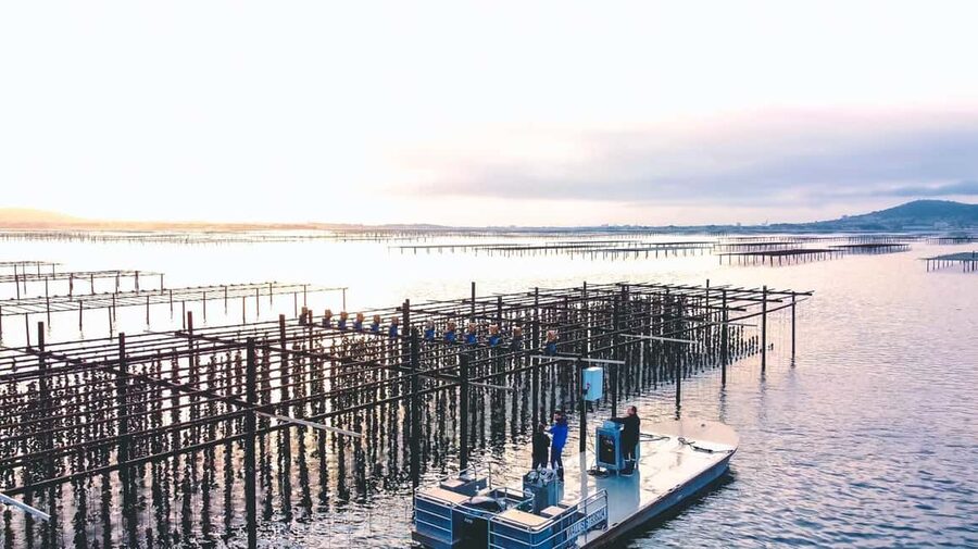 Loupian: Tour guide of our oyster farm and tasting - The tasting explains why place matters