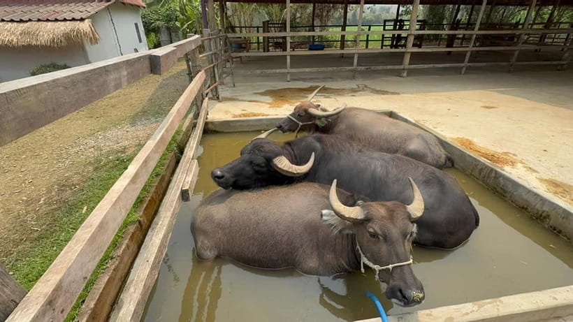 Luang Prabang: Farm Tour and Buffalo Buffet Adventure - Key points at a glance
