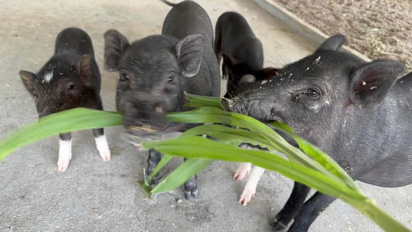 Luang Prabang: Farm Tour and Buffalo Buffet Adventure - Why the $11 price makes sense
