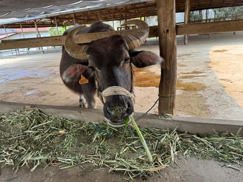 Luang Prabang: Farm Tour and Buffalo Buffet Adventure - Language, access, and what to wear