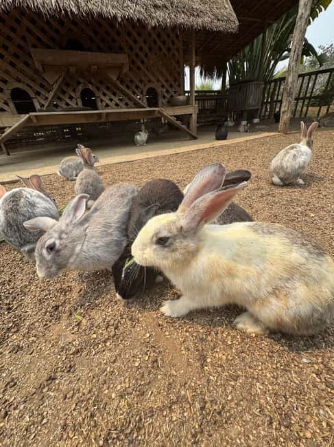 Luang Prabang: Farm Tour and Buffalo Buffet Adventure - Booking around a busy Luang Prabang day