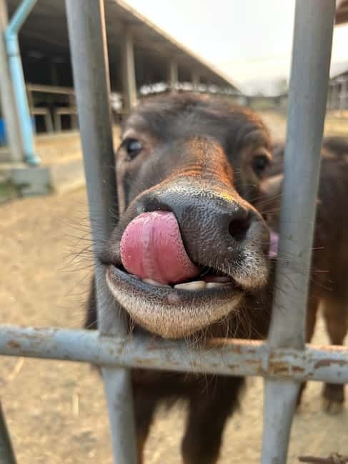 Luang Prabang: Farm Tour and Buffalo Buffet Adventure - Rabbits, pigs, and baby buffalo
