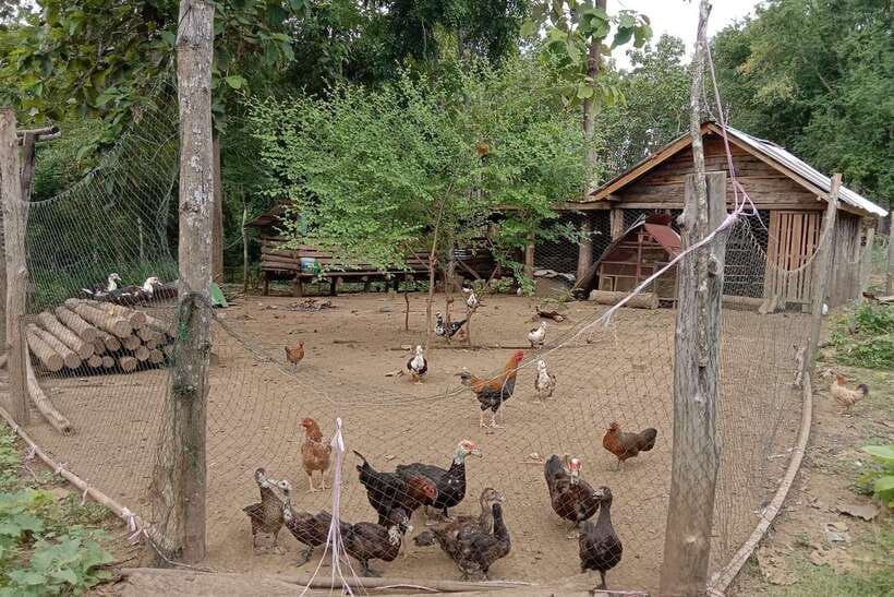 Luang Prabang: Organic Farm Experience & Hike to Kuang si - The farmer’s path to Kuang Si Falls