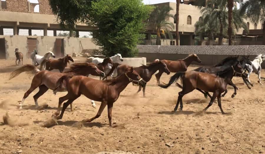 Luxor: Farm Tour 30 Hectares(Breakfast With Arabian Horses) - A quiet change of pace on Luxor’s West Bank