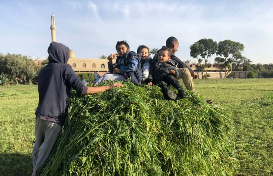 Luxor: Farm Tour 30 Hectares(Breakfast With Arabian Horses) - Getting there from Luxor