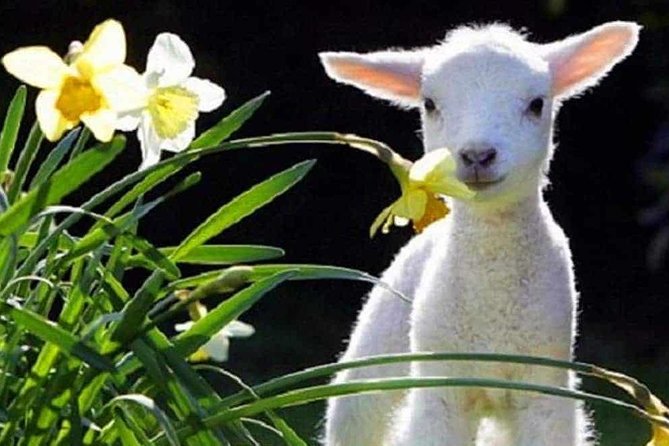 Lyttelton Cruise Excursions: Christchurch Sightseeing with Sheep Farm - Key points to know before you book