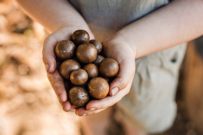 Macadamias Australia Orchard Tour in Bundaberg - Macadamia Lane begins the farm story