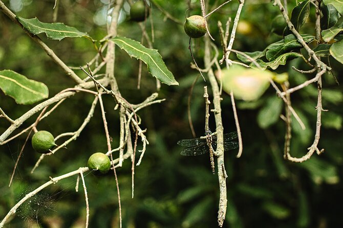 Macadamias Australia Orchard Tour in Bundaberg - Make time for the Orchard Cafe