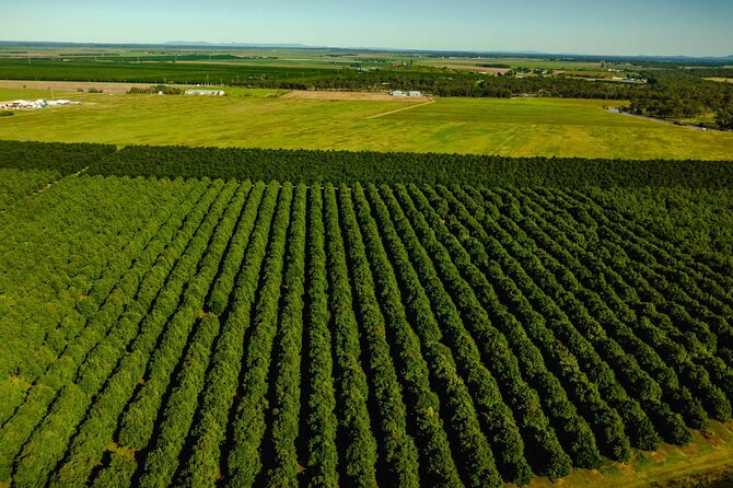Macadamias Australia Orchard Tour in Bundaberg - What the $31.77 price really covers