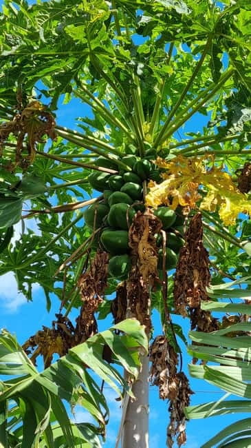 Madeira: Banana Plantation Guided Tour with Tasting - Key points to know before you book