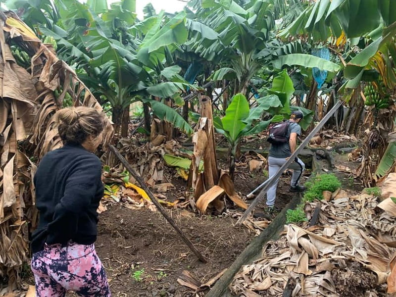 Madeira: Banana Plantation Guided Tour with Tasting - Is the $35 price fair?
