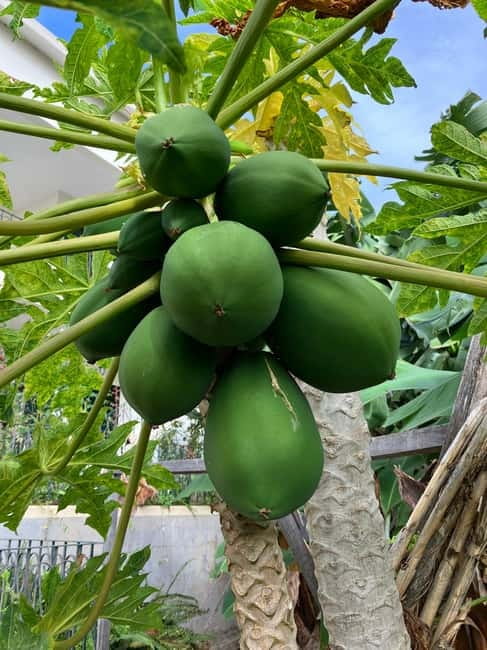 Madeira: Banana Plantation Guided Tour with Tasting - Who will enjoy this walk
