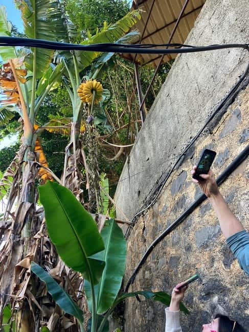Madeira: Banana Plantation Guided Tour with Tasting - Meeting at Lugar de Baixo