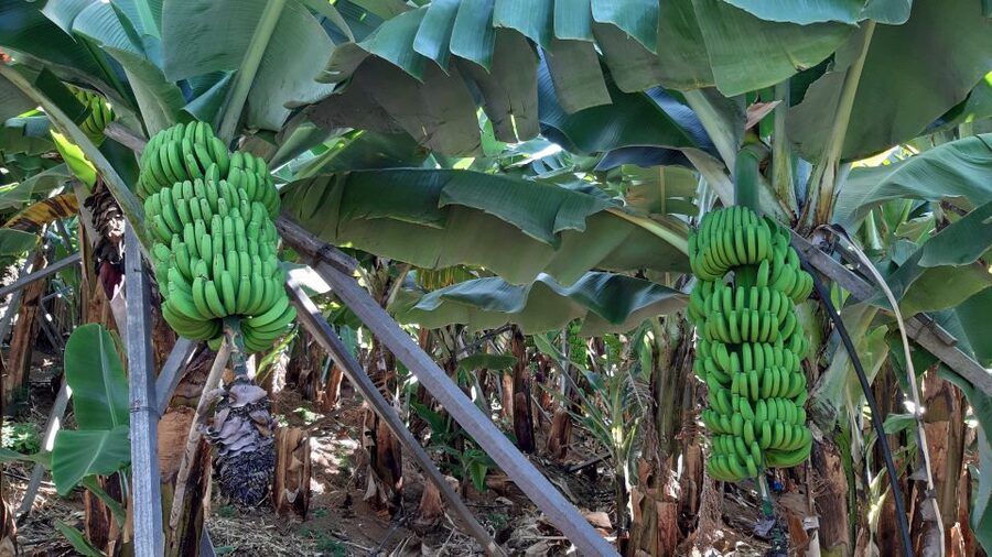 Madeira: Private Banana Farm Tour with Pickup - Why Madeira’s bananas are worth a short tour