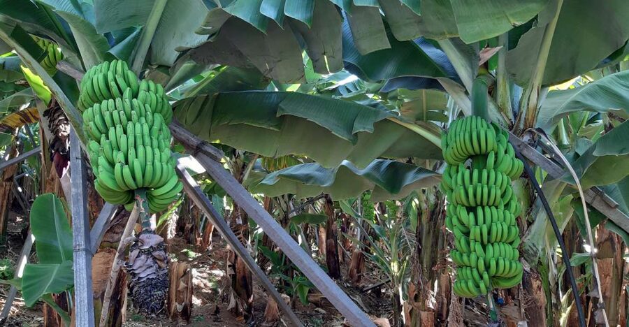 Madeira: Private Banana Farm Tour with Pickup - Seeing the plants at every stage