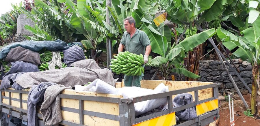 Madeira: Private Banana Farm Tour with Pickup - What the private vehicle changes