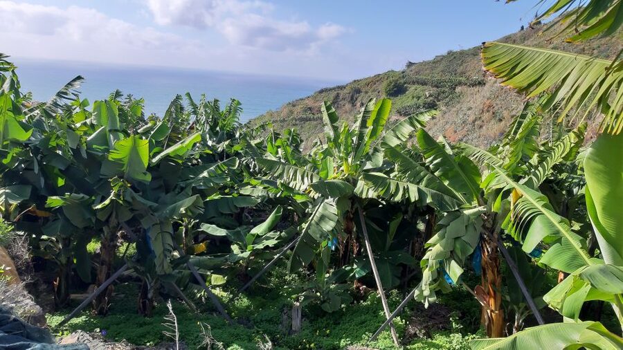 Madeira: Private Banana Farm Tour with Pickup - What the tour does not include