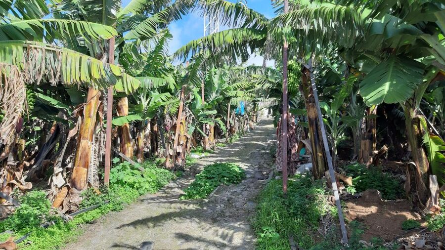 Madeira: Private Banana Farm Tour with Pickup - Who will get the most from this experience