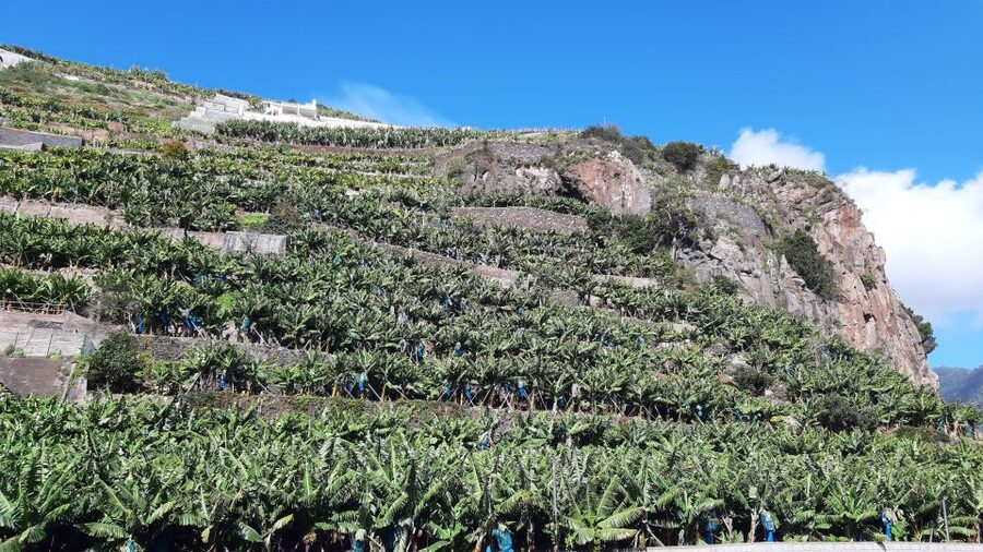 Madeira: Private Banana Farm Tour with Pickup - Booking value and practical planning