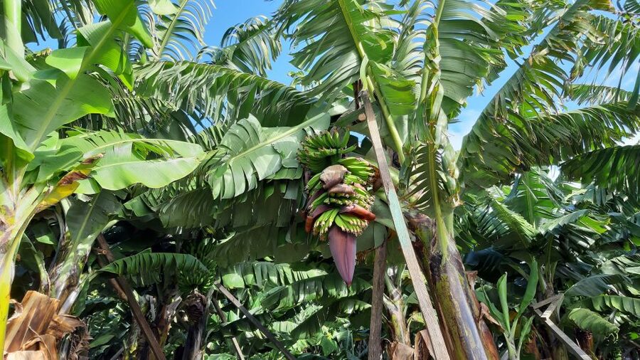 Madeira: Private Banana Farm Tour with Pickup - My call: book it for a focused local view