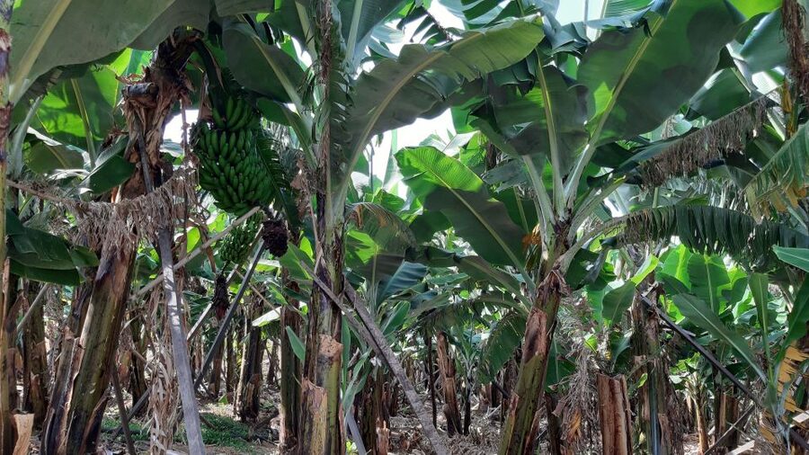 Madeira: Private Banana Farm Tour with Pickup - The RG3 viewpoint adds a wider view