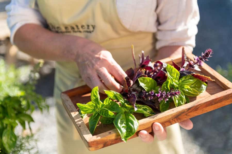 Maggie Beer's Farm Hands-on Cooking School and Lunch - The opening demonstration and Maggie Beer’s food philosophy