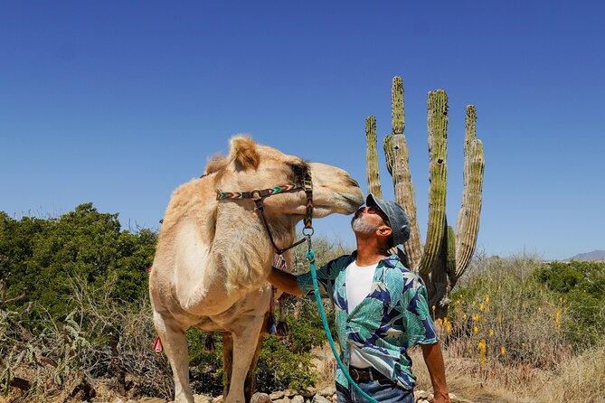 Magical Todos Santos Tour, Camel Ranch, Lunch and Tequila - Key points at a glance