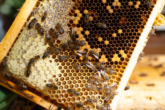 Magical World of Beekeeping on São Miguel Azores Private Tour - Looking inside the hive and seeing bee development