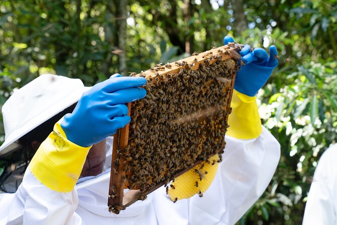 Magical World of Beekeeping on São Miguel Azores Private Tour - Making a fragrant beeswax candle