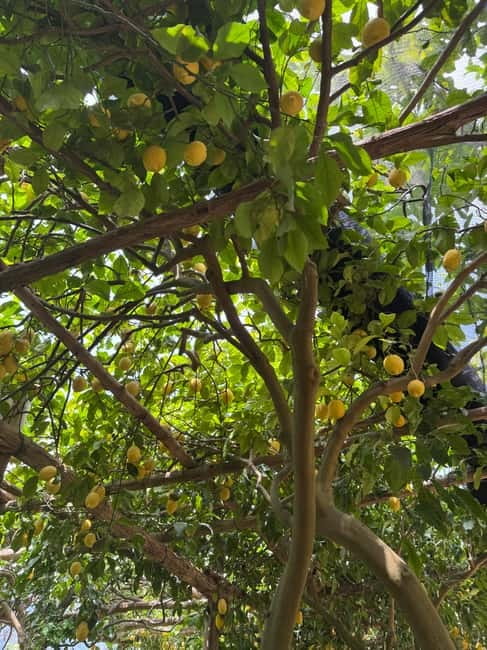 Maiori: Hiking Tour to A Lemon Farm with Lemon Tastings - Key points to know before you book