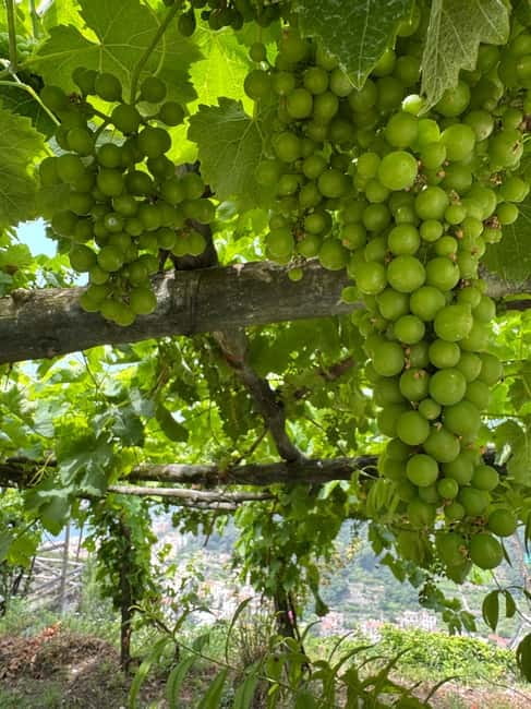 Maiori: Hiking Tour to A Lemon Farm with Lemon Tastings - Passing Via San Pietro and the old washhouse
