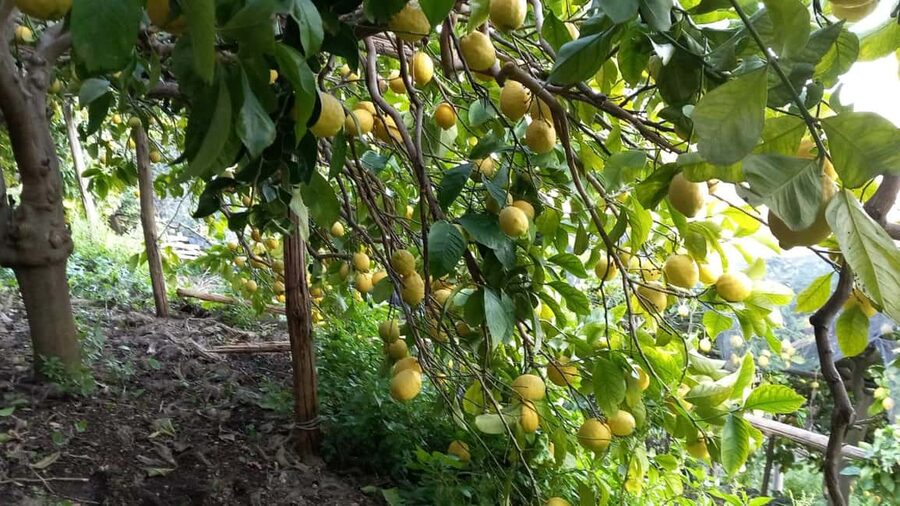 Maiori: Hiking Tour to A Lemon Farm with Lemon Tastings - Lemon tastings, limoncello, and local food