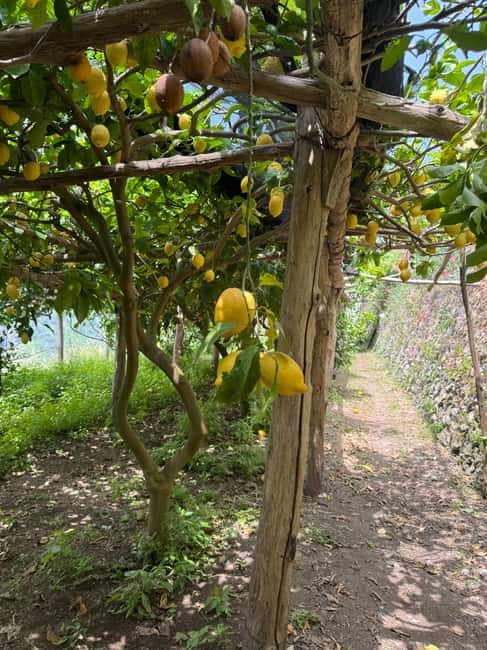 Maiori: Hiking Tour to A Lemon Farm with Lemon Tastings - Meeting at Mezzacapo Palace in central Maiori